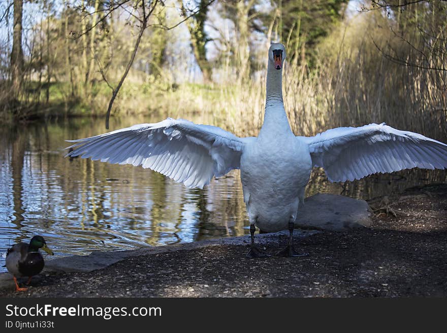 Bird, Water, Reflection, Fauna