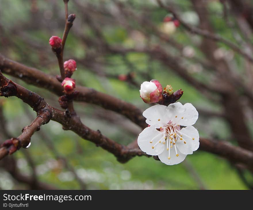 Blossom, Spring, Flora, Branch