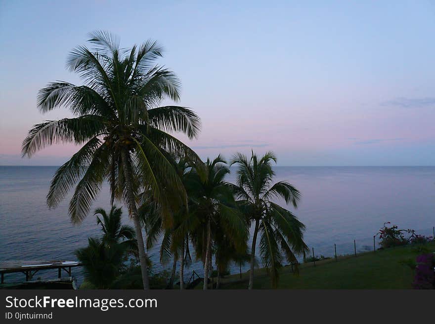 Sky, Palm Tree, Sea, Arecales