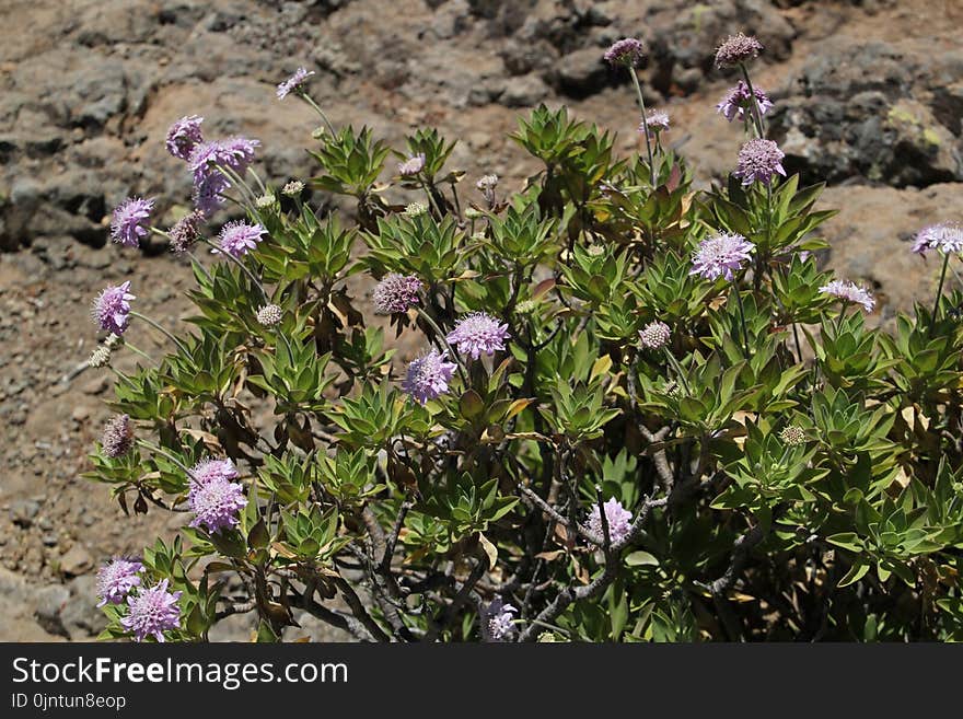 Plant, Flower, Flora, Flowering Plant