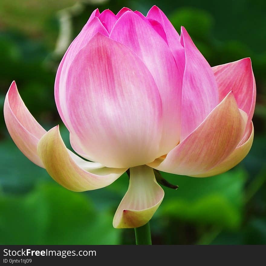 Flower, Lotus, Plant, Sacred Lotus