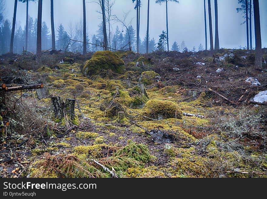 Ecosystem, Vegetation, Forest, Wilderness