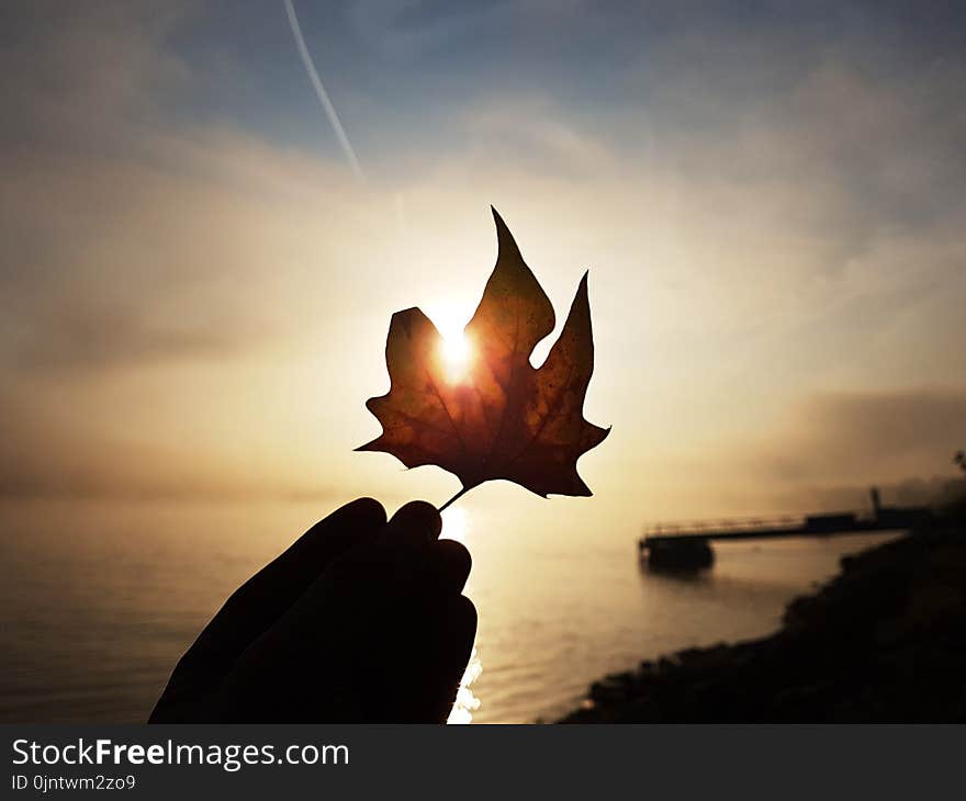 Leaf, Sky, Heat, Sunrise