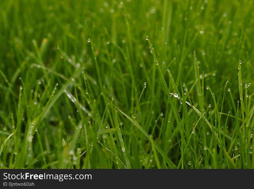 Grass, Field, Grassland, Moisture