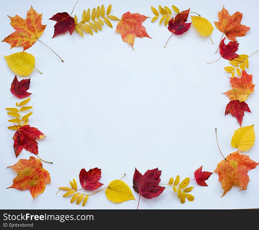 Leaf, Yellow, Flower, Petal