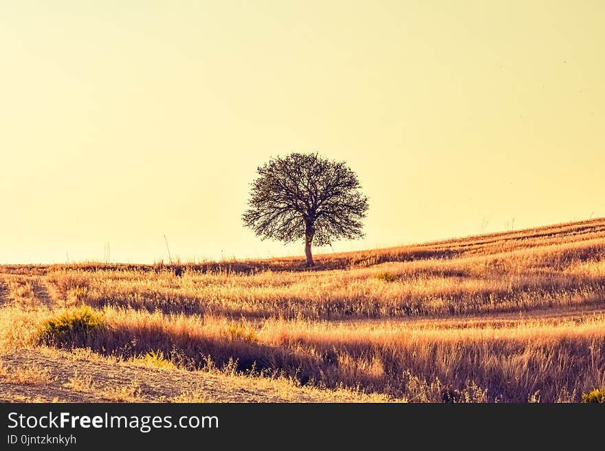 Ecosystem, Sky, Grassland, Field