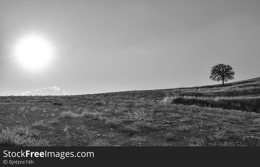 Sky, Black And White, Monochrome Photography, Tree