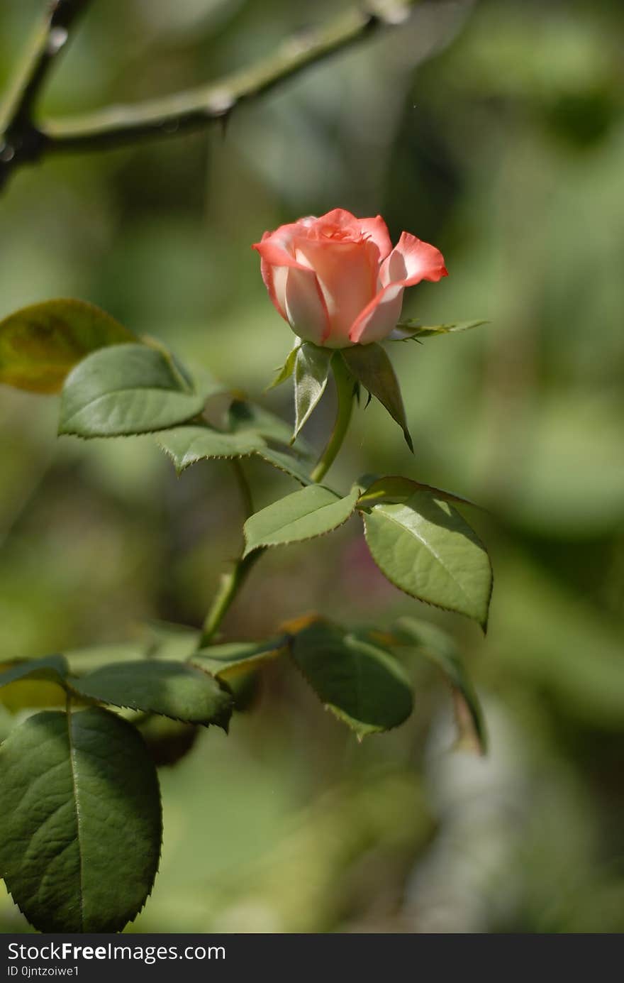 Rose Family, Flower, Rose, Plant