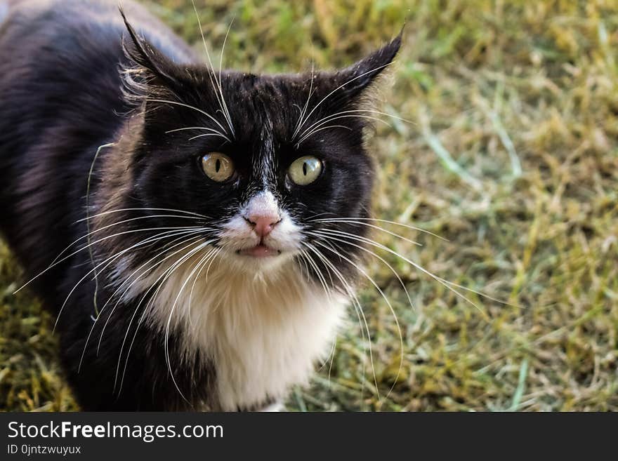 Cat, Whiskers, Fauna, Small To Medium Sized Cats