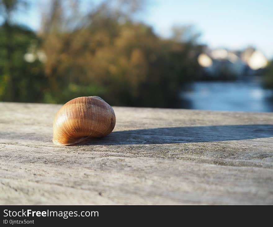 Snail, Close Up, Snails And Slugs, Seashell