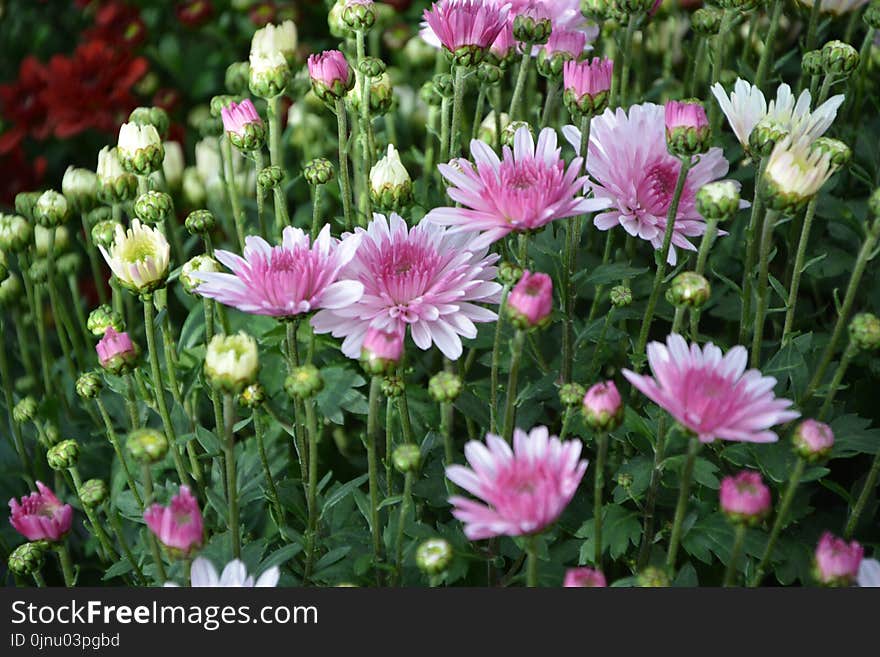 Flower, Plant, Flowering Plant, Marguerite Daisy