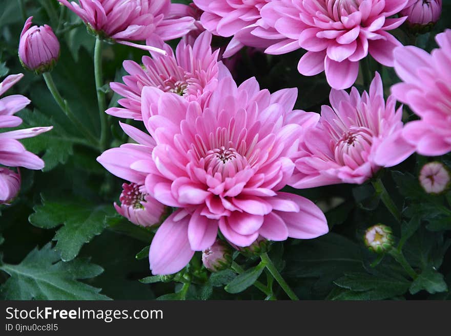 Flower, Plant, Flowering Plant, Chrysanths