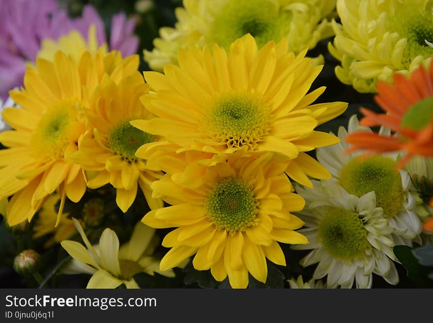 Flower, Yellow, Daisy Family, Chrysanths