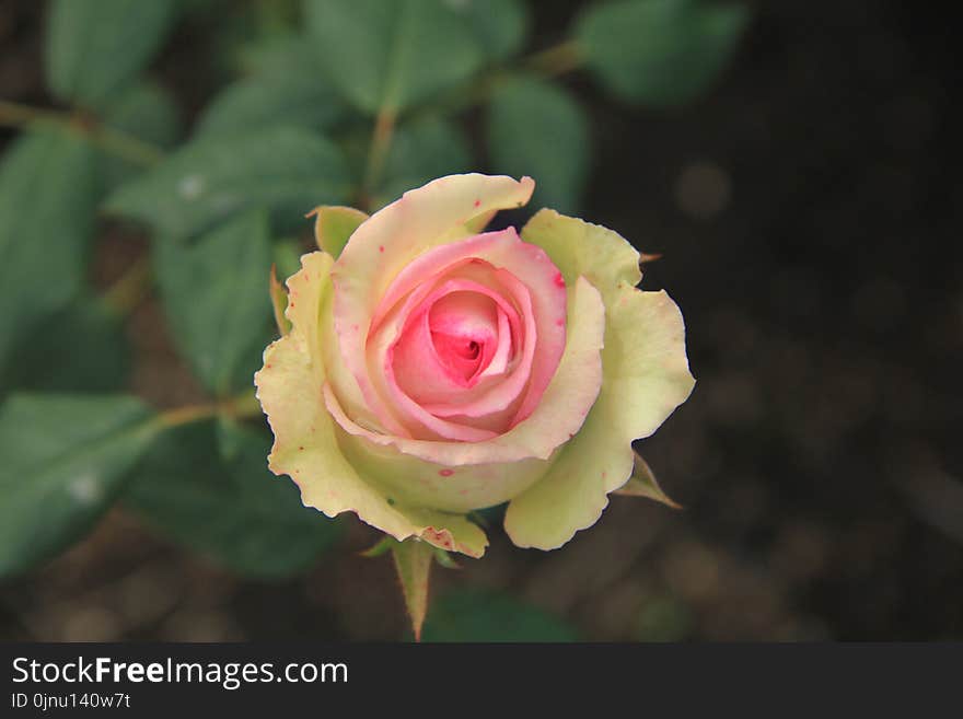 Flower, Rose Family, Rose, Pink