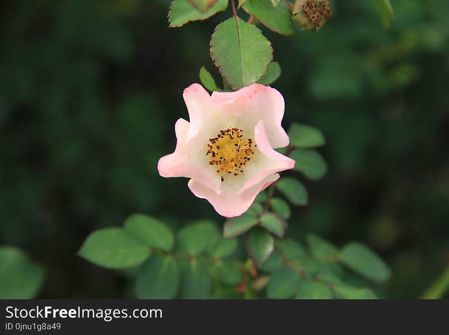 Flower, Rose Family, Rosa Canina, Rose