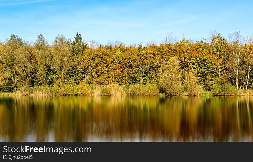 Reflection, Water, Nature, Leaf