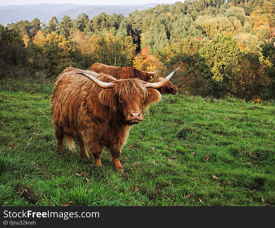 Highland, Cattle Like Mammal, Horn, Pasture