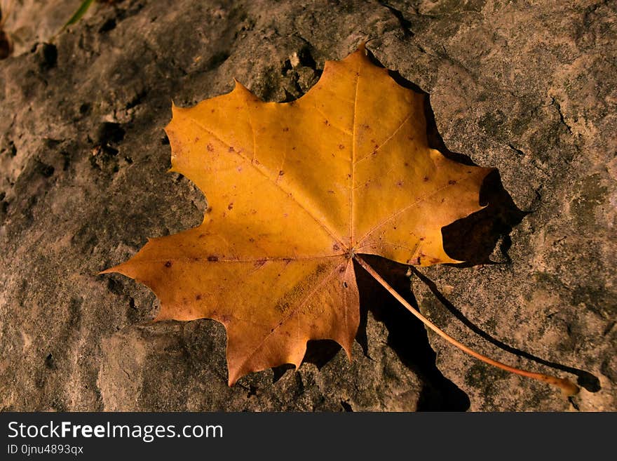 Leaf, Maple Leaf, Autumn, Deciduous