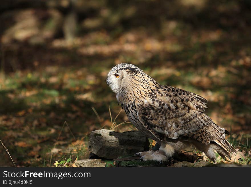 Bird, Fauna, Falcon, Bird Of Prey