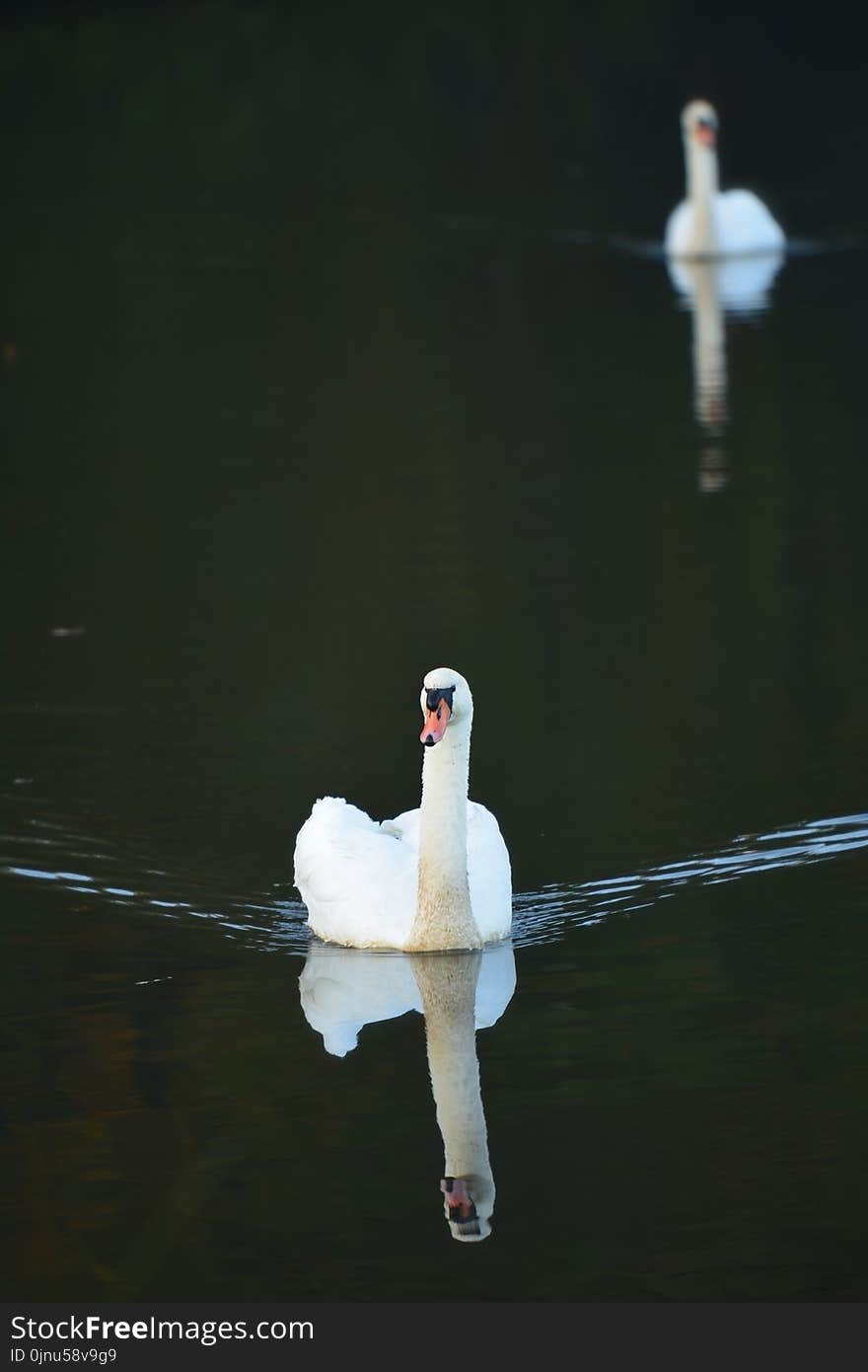 Bird, Water Bird, Water, Vertebrate