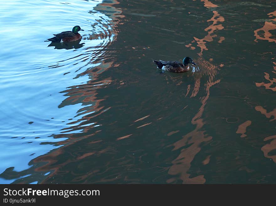 Water, Duck, Fauna, Water Bird