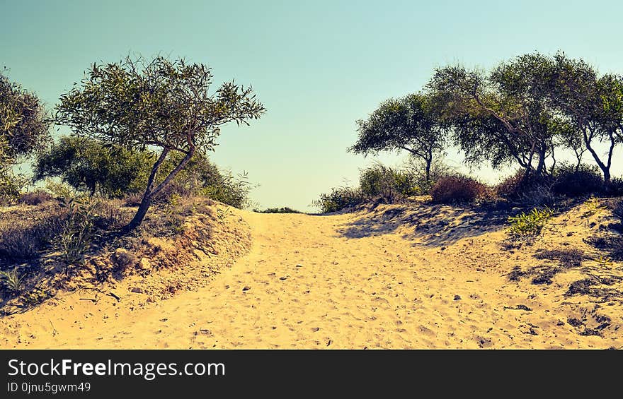 Ecosystem, Sky, Vegetation, Savanna