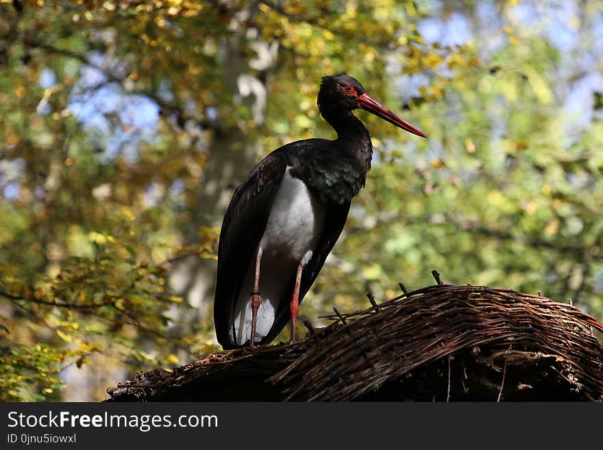 Bird, Beak, Stork, Ciconiiformes