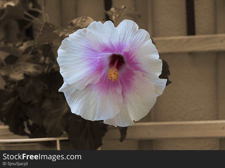 Flower, Plant, Flowering Plant, Pink