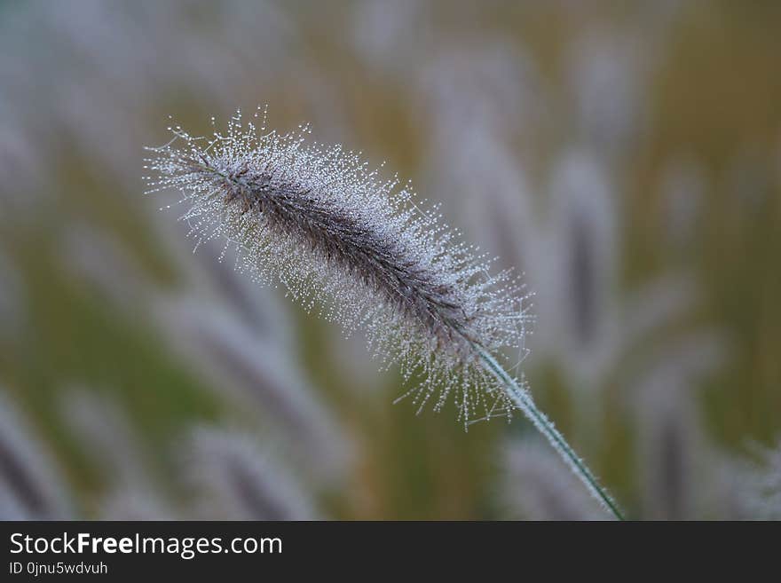 Close Up, Grass Family, Grass, Macro Photography