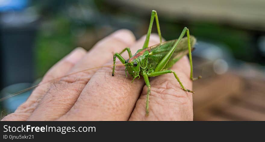 Insect, Grasshopper, Locust, Cricket Like Insect