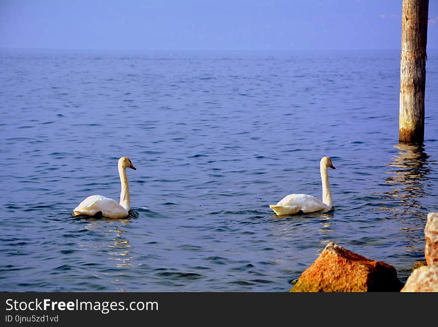 Swan, Water Bird, Bird, Water