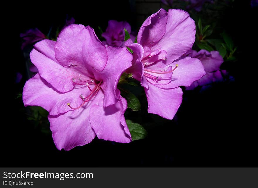 Flower, Pink, Violet, Purple