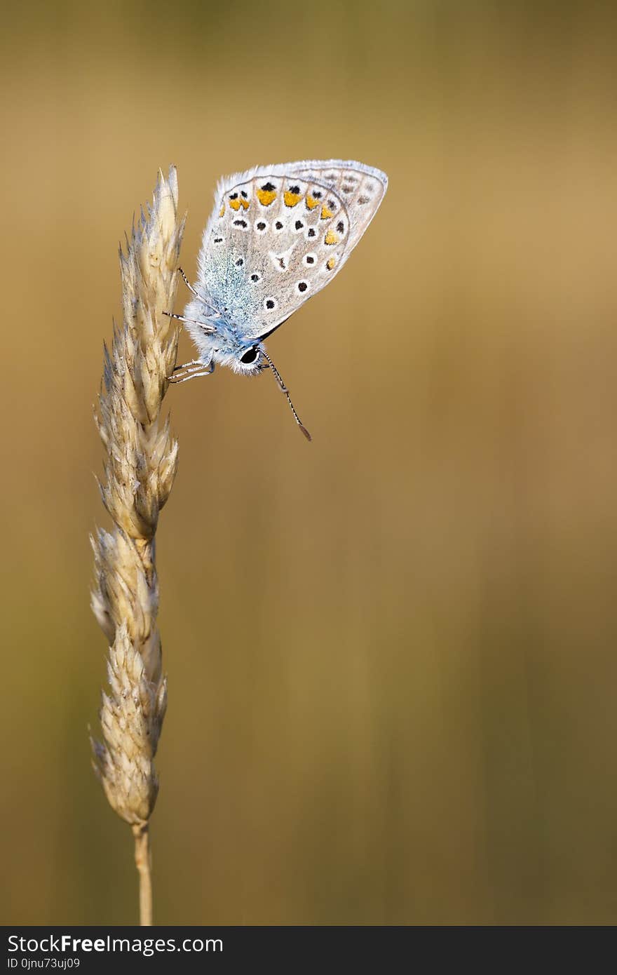 Insect, Moths And Butterflies, Butterfly, Lycaenid