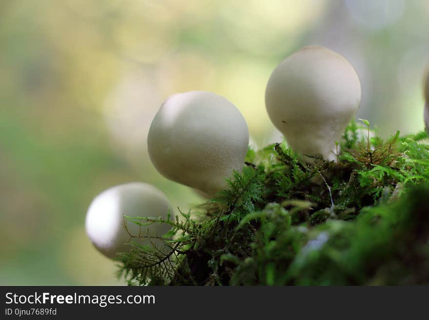 Mushroom, Fungus, Close Up, Edible Mushroom