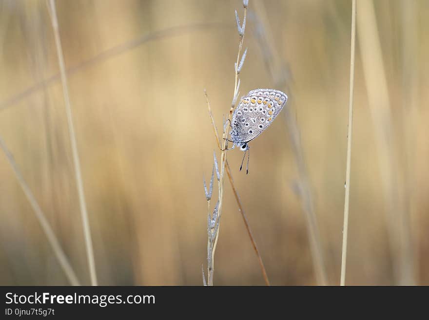 Insect, Macro Photography, Moths And Butterflies, Pollinator