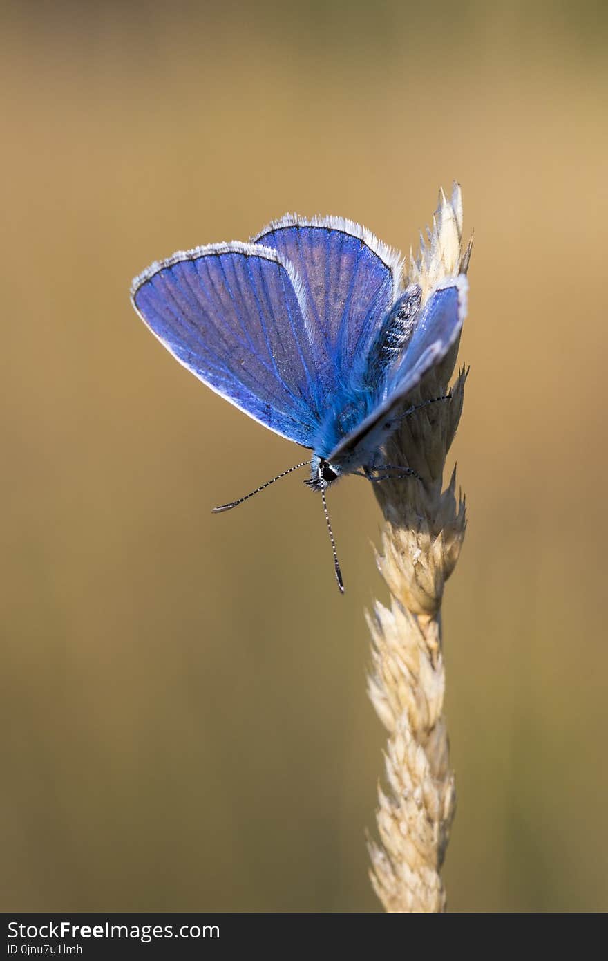 Moths And Butterflies, Insect, Butterfly, Lycaenid