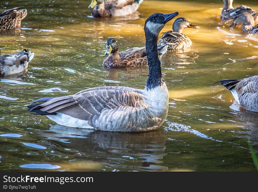 Bird, Duck, Water, Water Bird