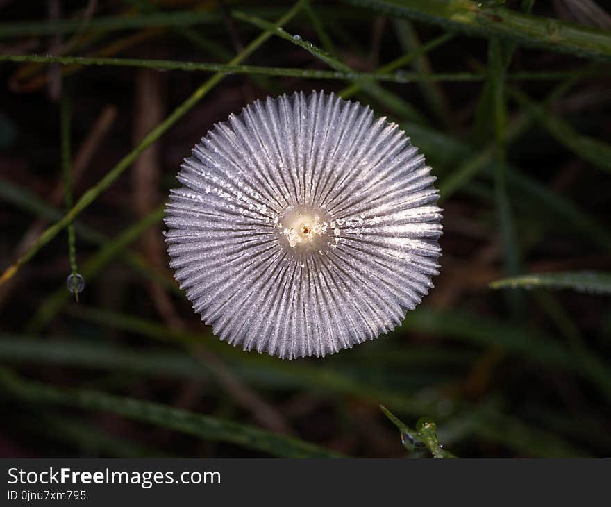 Flora, Macro Photography, Fungus