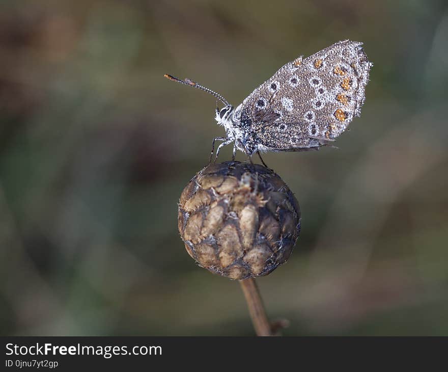 Insect, Macro Photography, Organism, Pollinator