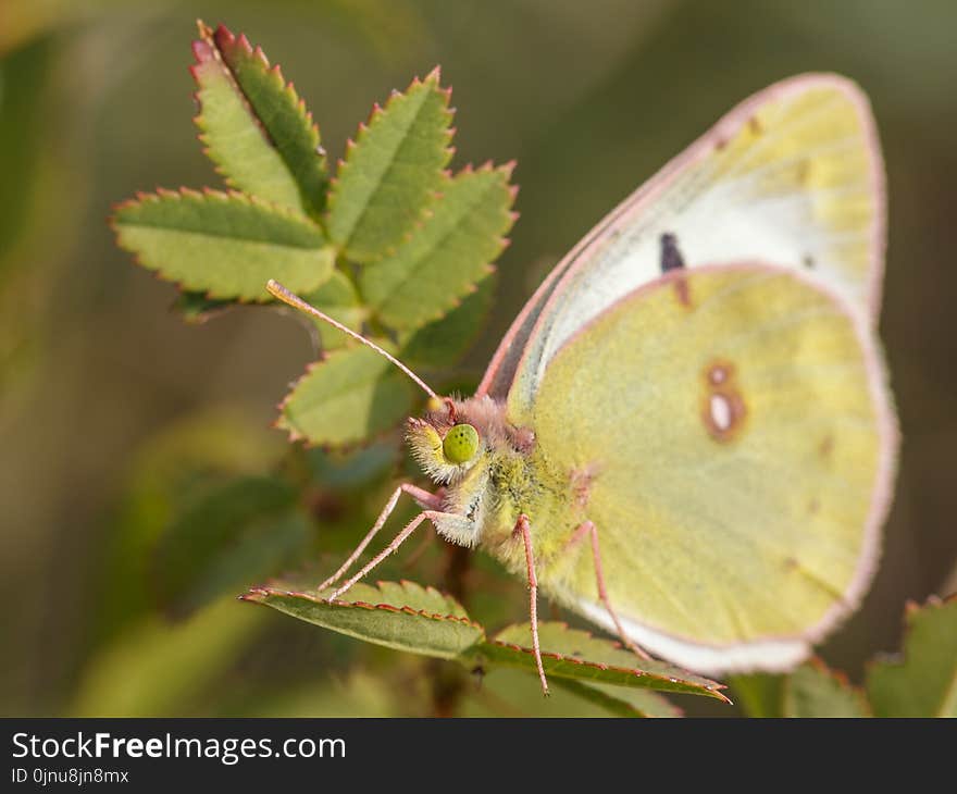 Insect, Butterfly, Moths And Butterflies, Lycaenid