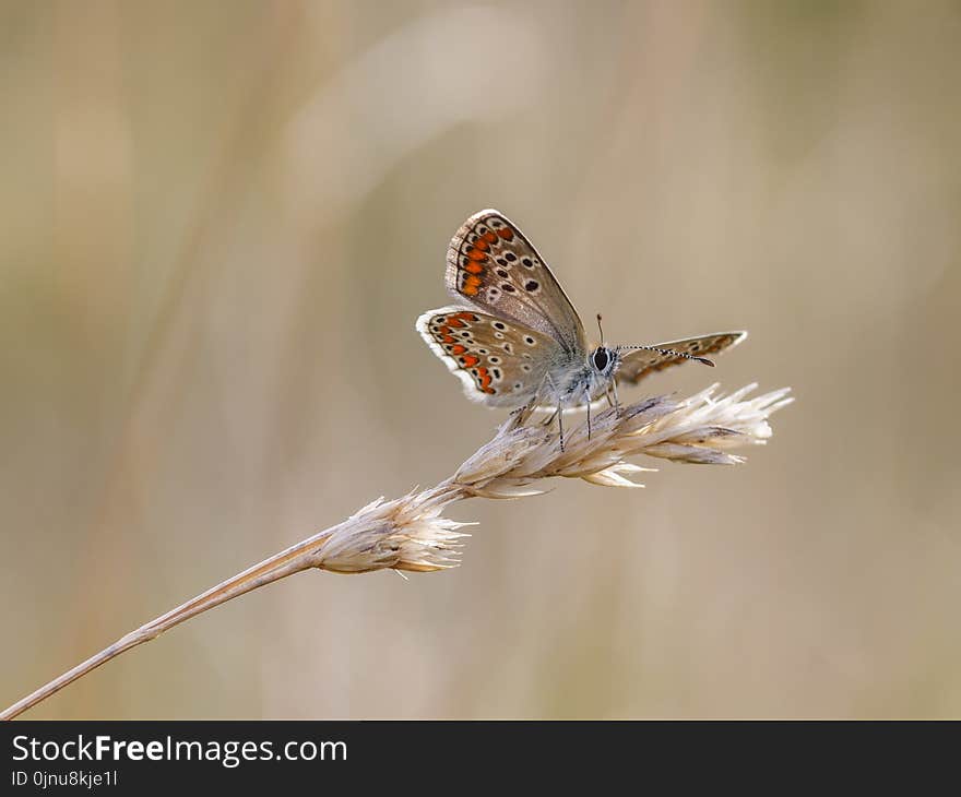 Insect, Moths And Butterflies, Butterfly, Invertebrate