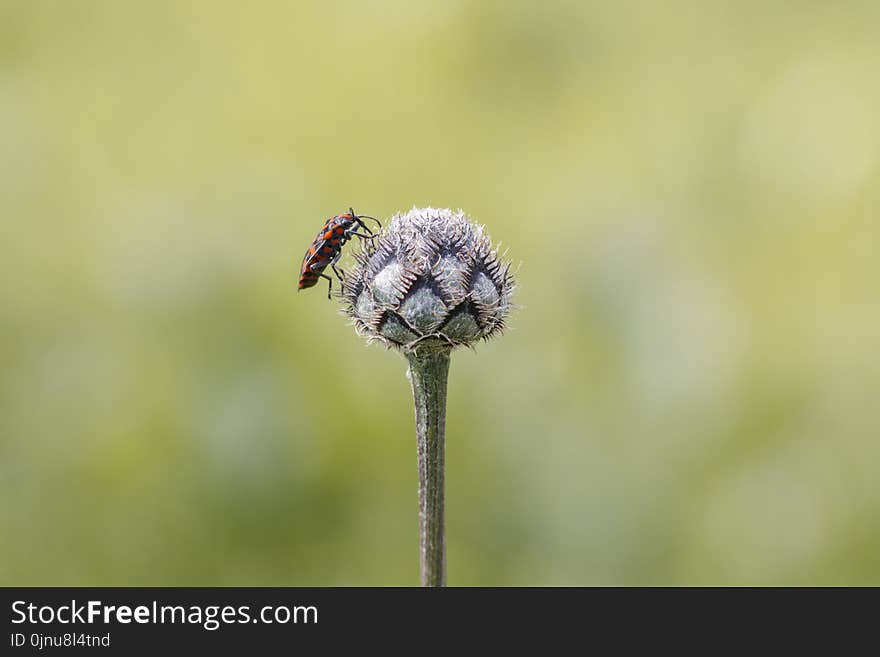 Flower, Flora, Macro Photography, Insect