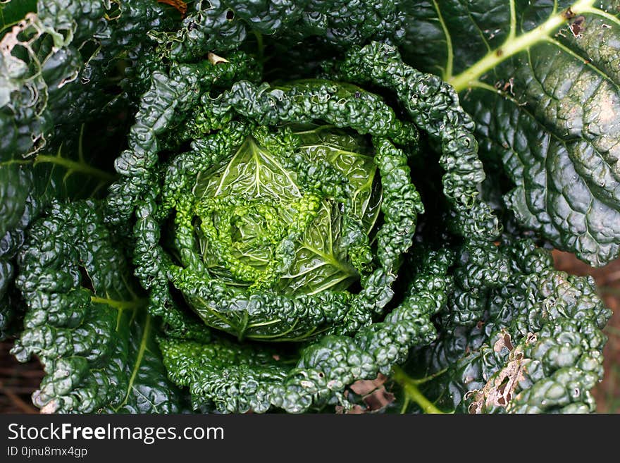 Leaf Vegetable, Vegetable, Produce, Grass