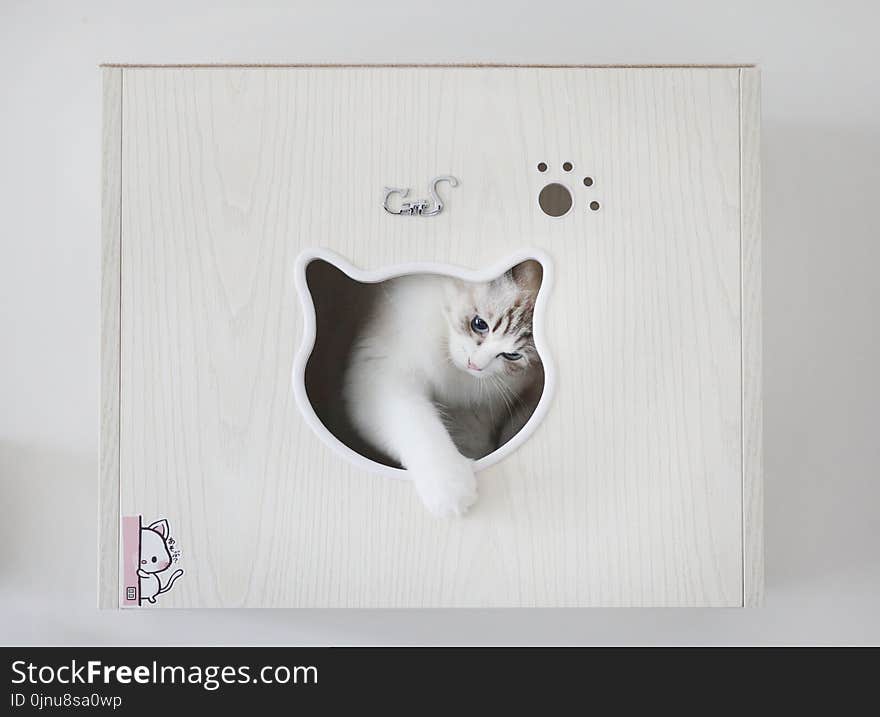 Cat, Small To Medium Sized Cats, Cat Like Mammal, Picture Frame