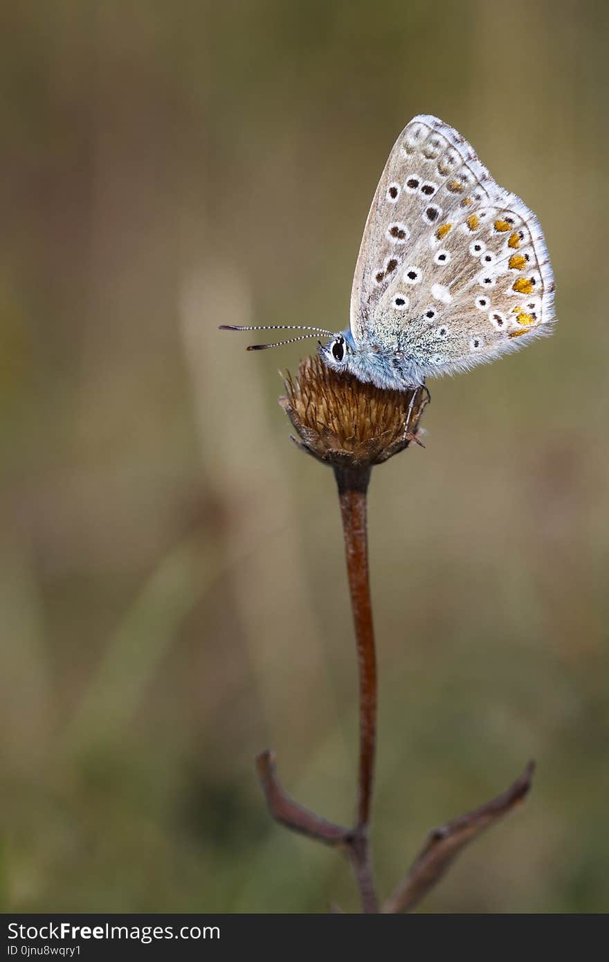 Butterfly, Insect, Moths And Butterflies, Lycaenid