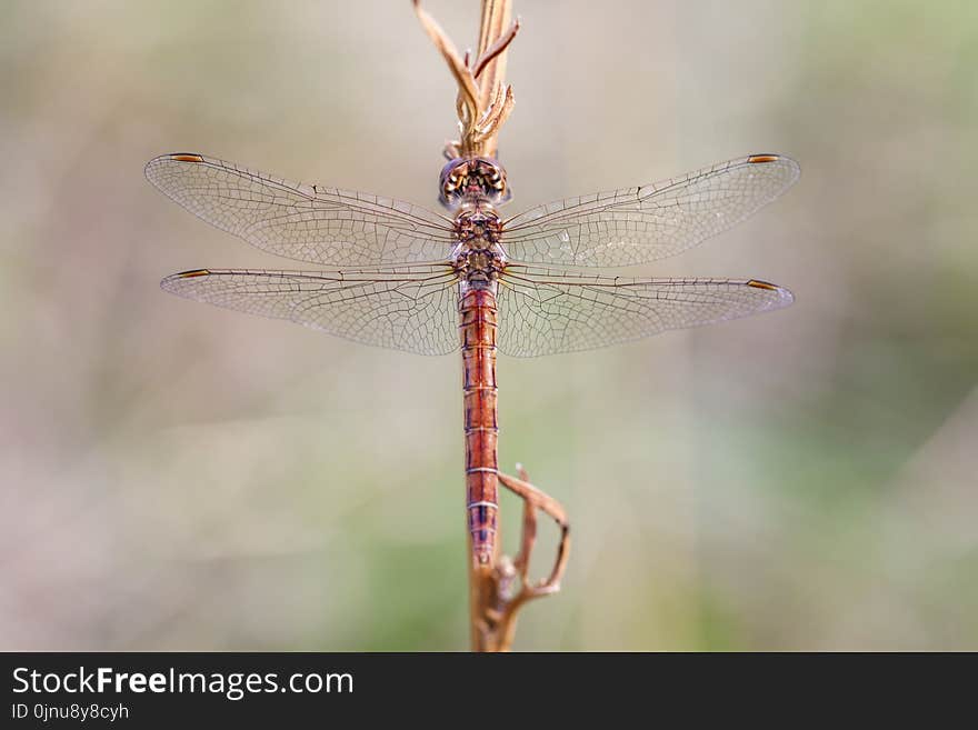 Dragonfly, Insect, Dragonflies And Damseflies, Invertebrate