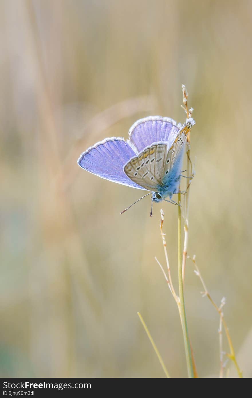 Butterfly, Insect, Moths And Butterflies, Lycaenid