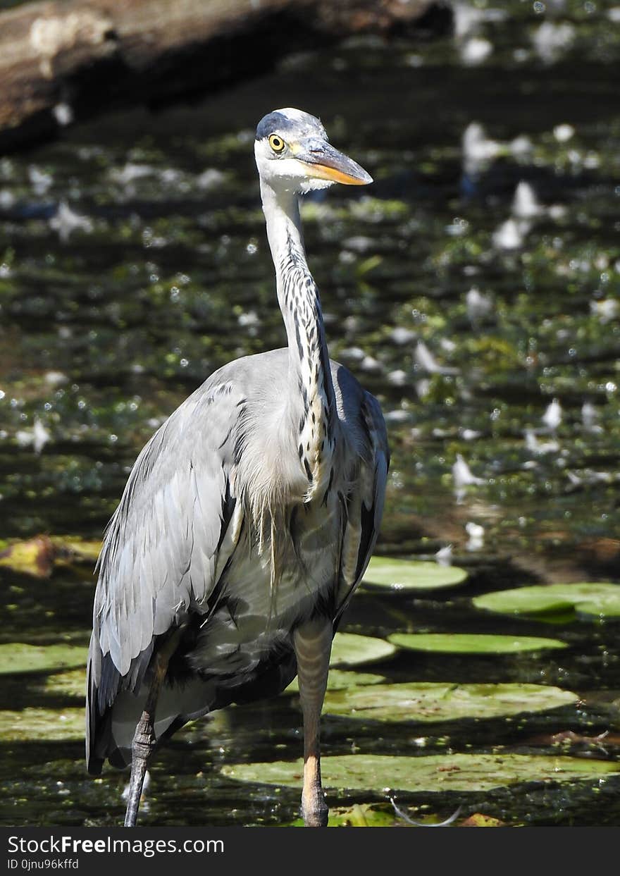 Bird, Beak, Fauna, Water