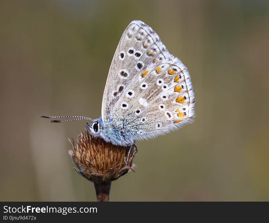 Butterfly, Lycaenid, Moths And Butterflies, Insect