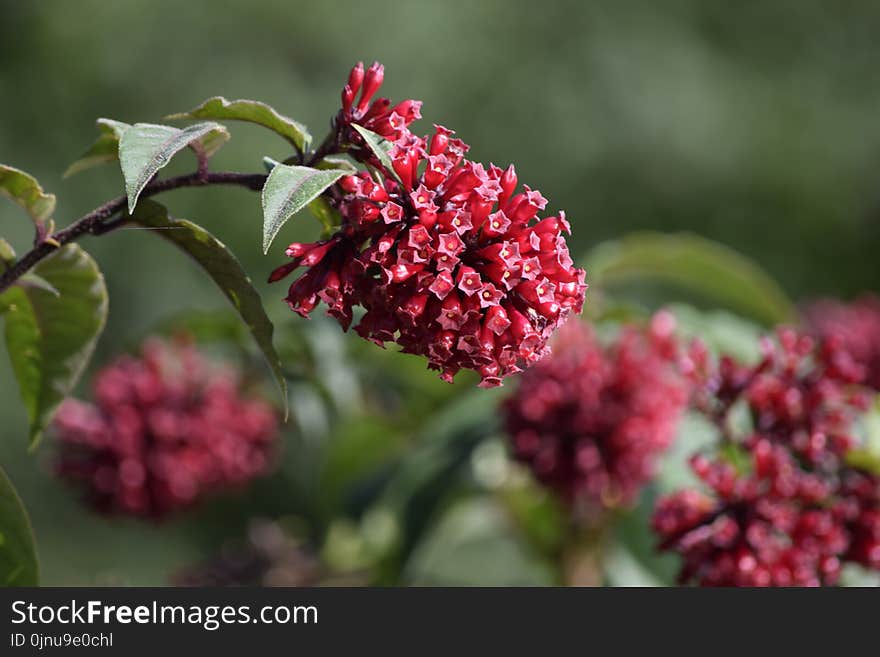 Plant, Flower, Flora, Viburnum